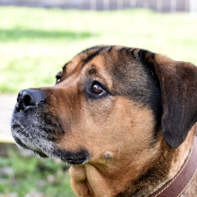 A Stray Dog's Best Friend - Stray Aid