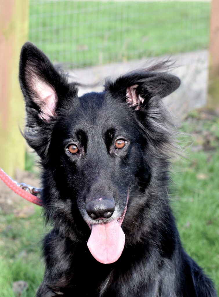 Black dog sitting on grass