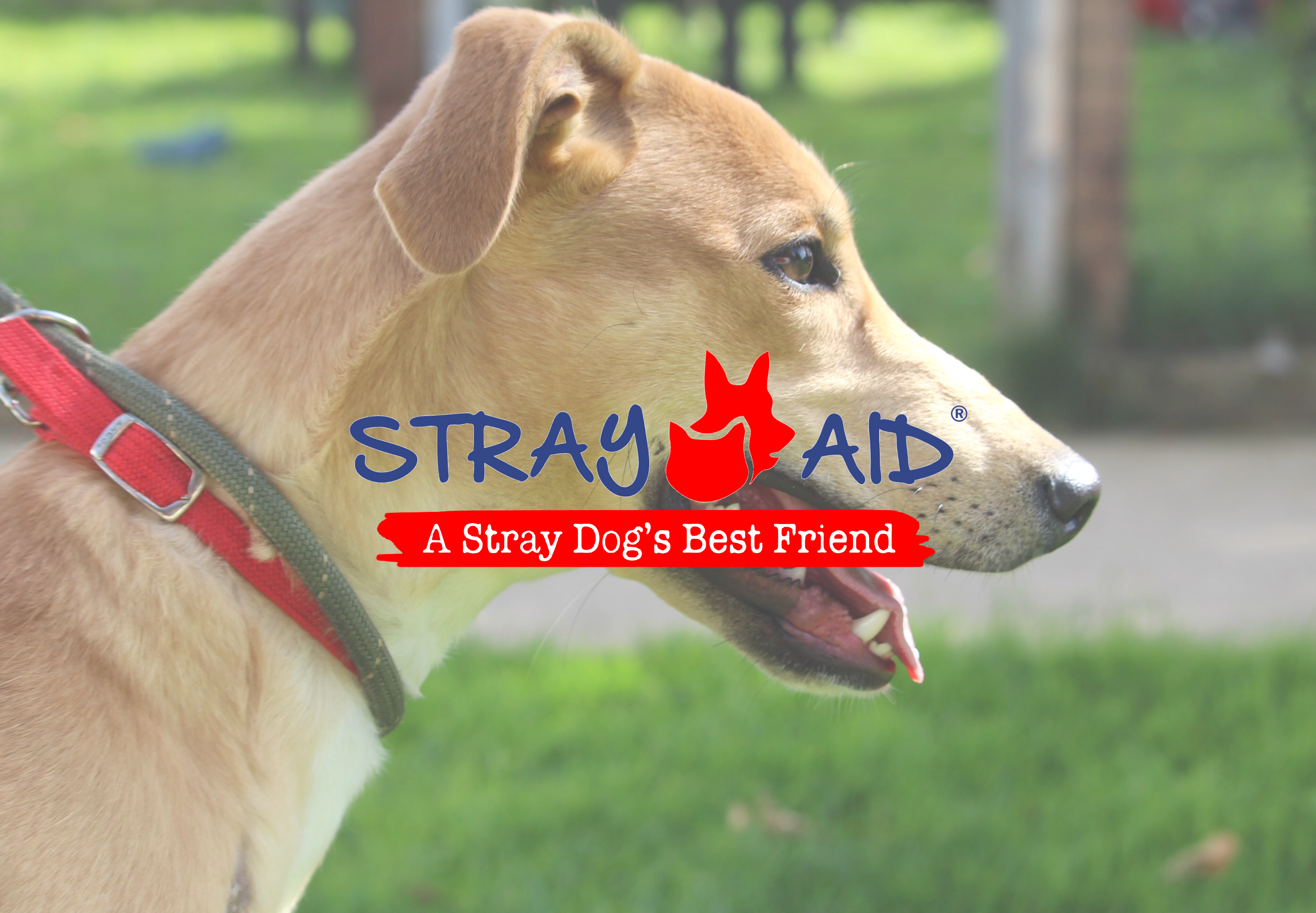 Stray Aid - Dogs & Cats Home