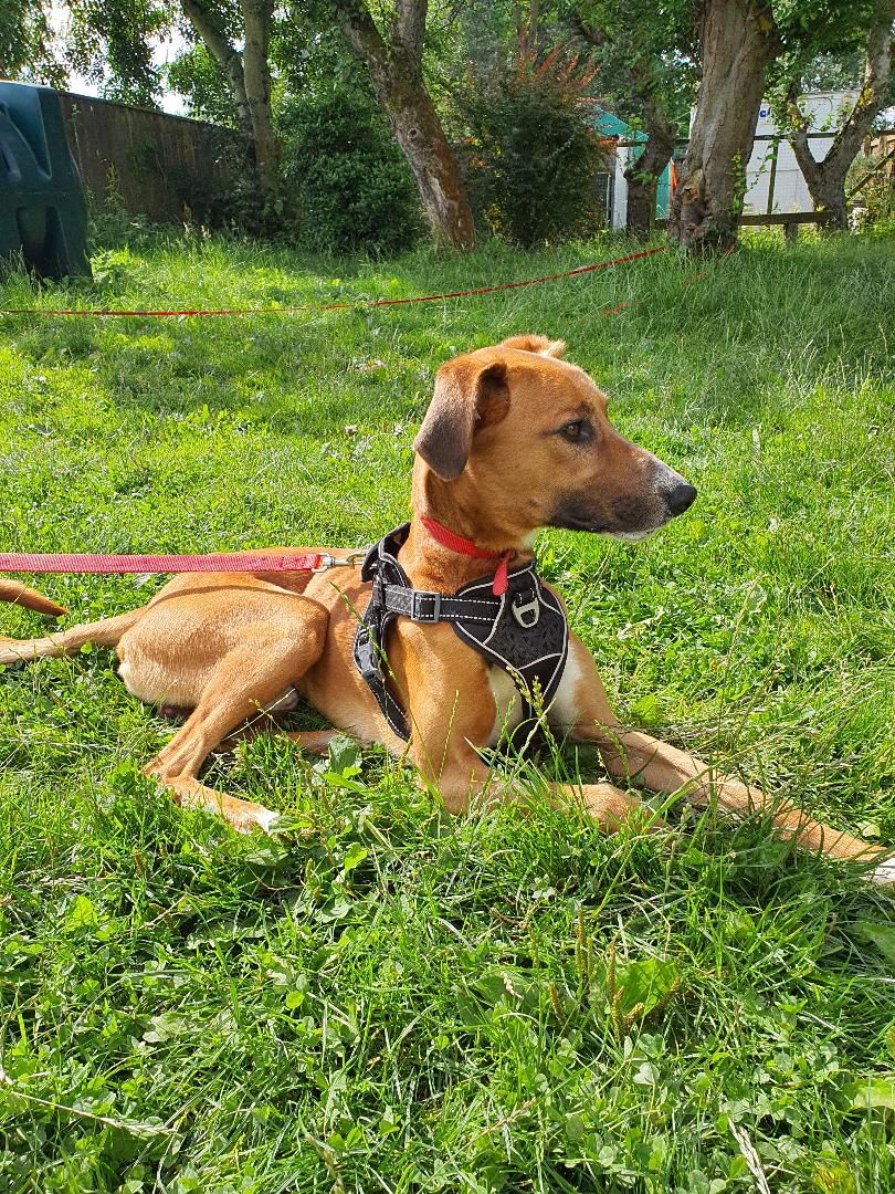 6 Ways to Celebrate International Dog Day 2021 - Stray Aid