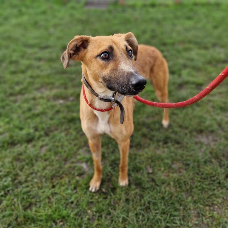 Fashion stray aid rehome a dog